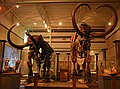 The "TUSKS" temporary exhibit at FLMNH.\nMastodon (left) and Mammoth (right).