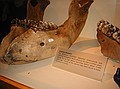 American Mastodon (Mammut americanum)\nMandibles (lower jaw) - about 12,000 years old, late Pleistocene; Aucilla River 3, Taylor County, UF180220.