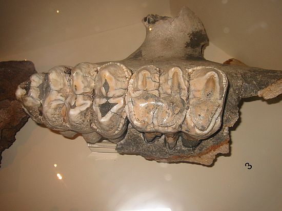 Right maxilla (upper jaw) with 2nd & 3rd molars - about 15,000 years old, late Pleistocene, Ichetucknee River, Columbia County, UF40001