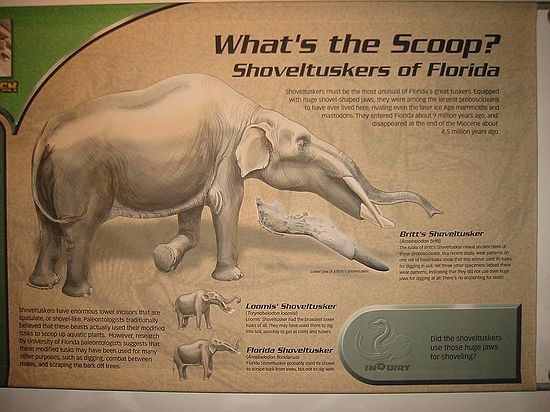 Shoveltuskers are equipped with huge shovel-shaped jaws.  They were among the largest proboscideans to have ever lived in Florida, rivaling even the later Ice Age mammoths and mastodons.  They entered Florida about 9 million years ago, and disappeared at the end of the Miocene about 4.5 million years ago.  They have enormous lower incisors that are spatulate, or shovel-like.  Paleontologists traditionally believed that these beasts actually used their modified tusks to scoop up aquatic plants.  However, research by University of Florida paleontologists suggests that these modified tusks may have been used for many purposes, such as digging, combat between males, and scraping the bark off trees.