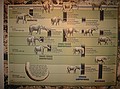 Timeline of Mammoths, Rhynchotheres, Gomphotheres, Mastodons.