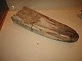 Britt's Shoveltusker (Amebelodon britti), right lower tusk - 6.5 million years old, late Miocene; Moss Acres, Marion County, UF69995.