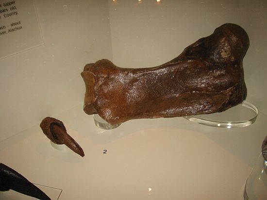 2. Harlan's Ground Sloth (Paramylodon harlani), femur (upper leg) & distal phalanx (claw) - about 15,000 years old. late Pleistocene, Wekiwa River 1, Seminole County, UF135544, 135534.
