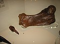 2. Harlan's Ground Sloth (Paramylodon harlani), femur (upper leg) & distal phalanx (claw) - about 15,000 years old. late Pleistocene, Wekiwa River 1, Seminole County, UF135544, 135534.