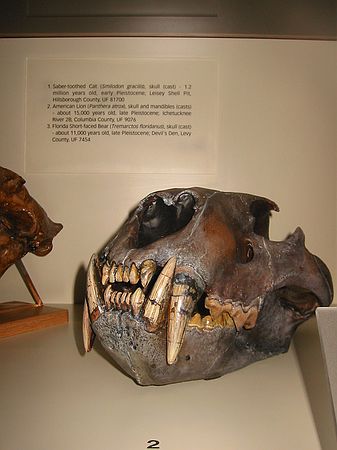 American Lion (Panthera atrox), skull and mandibles (casts) - about 15,000 years old, late Pleistocene; Ichetucknee River 28, Columbia County, UF9076.