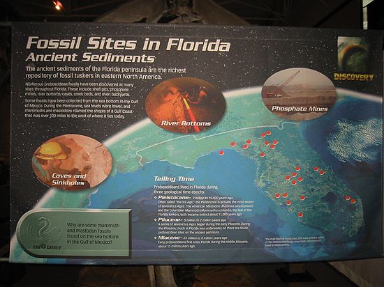 Fossil Sites in Florida - Ancient Sediments\nThe ancient sediments of the Florida peninsula are the richest repository of fossil tuskers in eastern North America.  Caves, sinkholes, river bottoms and phosphate mines are the primary locations of discovery.