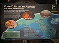 Fossil Sites in Florida - Ancient Sediments\nThe ancient sediments of the Florida peninsula are the richest repository of fossil tuskers in eastern North America.  Caves, sinkholes, river bottoms and phosphate mines are the primary locations of discovery.