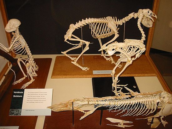 Vertebrate skeletons from the FMNH's "Fossils of Florida" exhibit.