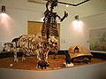 Giant Florida Ground Sloth (tall, center)\n9 million year old Thinobadistes segnis was collected near Williston.  A browser (leaf eater).  Closely related to the tree sloths that live in South America today, and are also related to armadillos (composite reconstructed skeleton of fossil bones collected by the FLMNH).