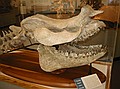 "Thunder Beast" from Nebraska (Brontops robustus), a 35 million year old extinct hoofed mammal whose modern relatives include horses, rhinoceroses, and tapirs.