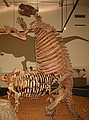 Giant Florida Ground Sloth\n9 million year old Thinobadistes segnis was collected near Williston.  A browser (leaf eater).  Closely related to the tree sloths that live in South America today, and are also related to armadillos (composite reconstructed skeleton of fossil bones collected by the FLMNH).