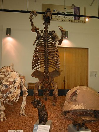 Giant Florida Ground Sloth\n9 million year old Thinobadistes segnis was collected near Williston.  A browser (leaf eater).  Closely related to the tree sloths that live in South America today, and are also related to armadillos (composite reconstructed skeleton of fossil bones collected by the FLMNH).