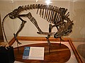 Florida Oreodont\nVery common in 30 million year old sediments in western North America, but are very rare in the eastern U.S.  (reconstructed skeleton of fossils bones collect by FLMNH).