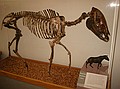 Three-toed Transitional Horse\n18 million years old, Parahippus leonensis, Thomas Farm fossil preserve, northern Florida.