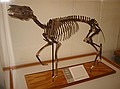 Tiny Florida Horse\nFull grown three-toed horse (Archaeohippus blackbergi), 18 million years old, Thomas Farm.