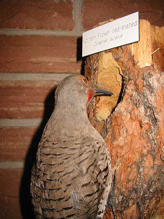 Northern Flicker (red-shafted)\nColaptes auratus
