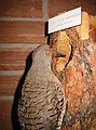 Northern Flicker (red-shafted)\nColaptes auratus