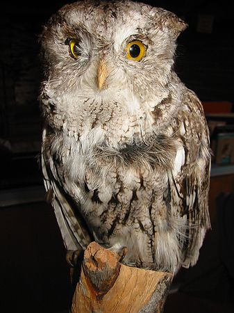 Eastern Screech-owl.