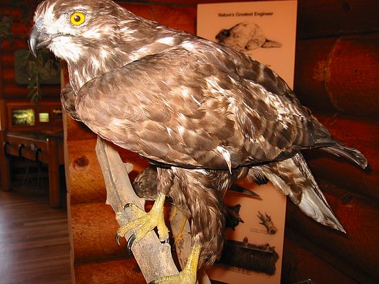 Red-tailed Hawk (Harlan's form)