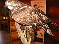 Red-tailed Hawk (Harlan's form)