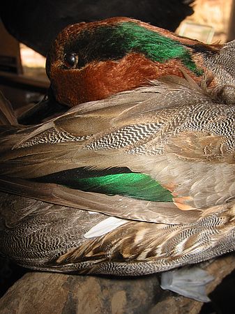 Close up of Green-winged Teal  (Anas crecca)