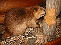 Beaver chewing on tree.