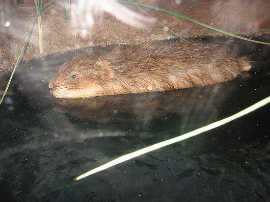 Muskrat - We actually saw one of these in the South Platte river on our nature walk.