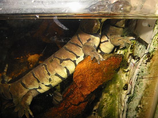 Tiger salamanders