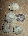Brachiopods (Glyptorthis) I found at White Mound.\nnear Sulpher, Oklahoma in Arbuckle Mtns.\nPat and Merylyn Howe's "White Mound" property