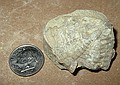 South-end of large, unprepped trilobite found at White Mound\nHuntonia oklahomae (Richardson)\nHaragan Fm., Hunton Group.\nLower Devonian\nnear Sulpher, Oklahoma in Arbuckle Mtns.\nPat and Merylyn Howe's "White Mound" property