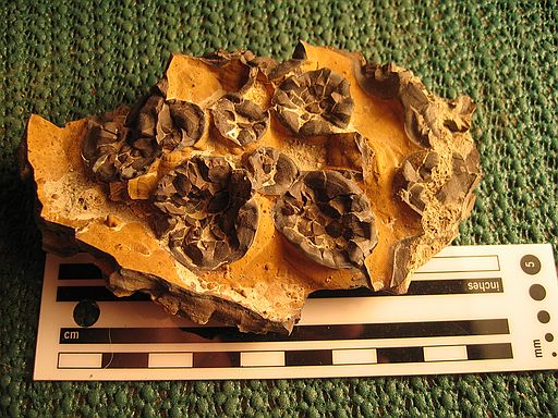 NOT A FOSSIL, BUT VERY INTERESTING!!!  Ironstone concretion.\nSpec#: SW00033\nLocality: SW0313\nPierre Shale, Cretaceous, private\nBaculite Mesa - Pueblo Cty, CO\nCollector: Steve Wagner, 5/2004\n\nDetails (GPS): "068":