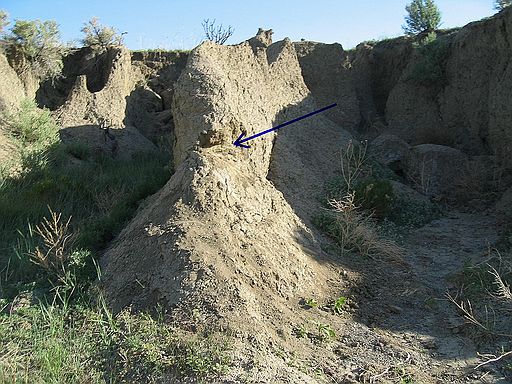 Image shows Tom Hollow wall where Bison antiquus - radius/ulna was found - see arrow.\n\nSpec#: SW00043\nLocality: SW0313\nPierre Shale, Cretaceous, private\nBaculite Mesa - Pueblo Cty, CO\nCollector: Steve Wagner, 5/2004