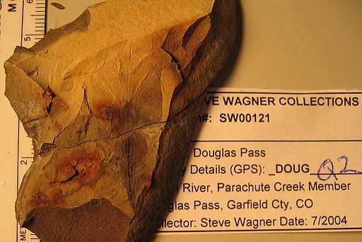 Specimen #SW00121\nLocality GPS: "DOUGQ2"\nDouglas Pass, CO\nGarfield county, CO\nJul '04