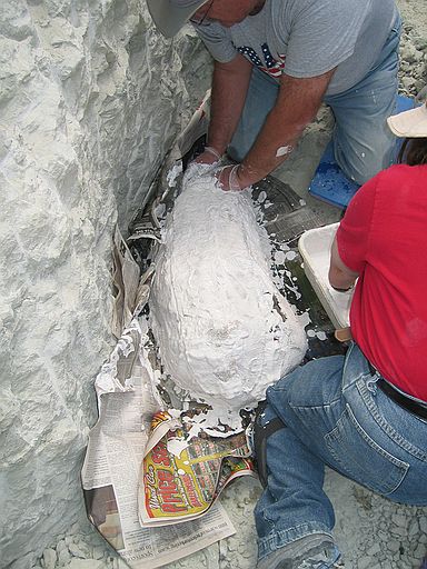 Process of jacketing: (6) Applying burlap/plaster strips, being careful to cover bone only down to the level of the rock pedestal.