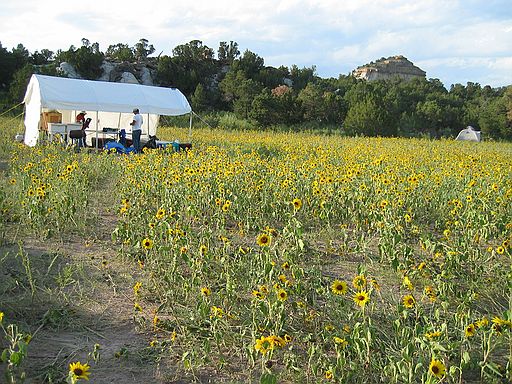 Sunflowers near meal tent.