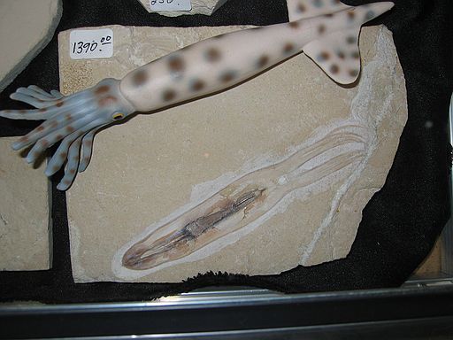 Squid\n(Very rare to have soft tissue preservation!)\nCretaceous (100 mya)\nSublithographic Limestone\nHajoula, Lebanon
