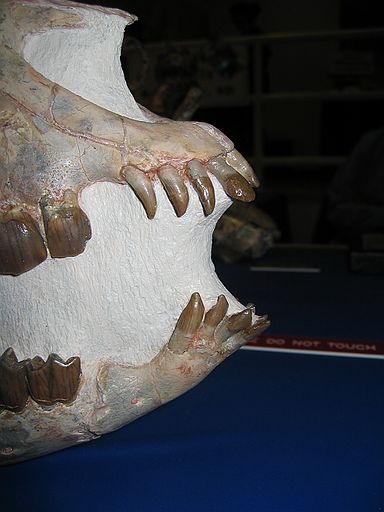 Hyracodon nebraskensis\nMiddle Oligocene\nWhite River Badlands\nSouth Dakota