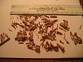 rodent bones from screenwash