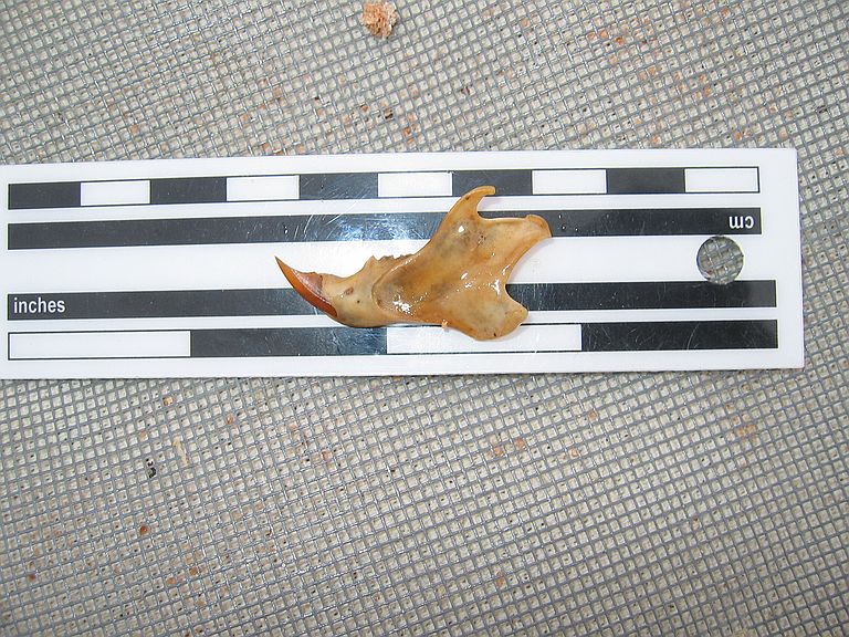 Squirrel? lower jaw (labial view)