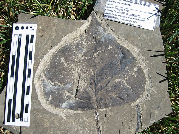 Populus wilmattae\nAFTER SCRIBING\nGreen River Formation\nDouglas Pass\nSpec #: SW00254\nLoc #: DOUGYS\nDate: 7/2005