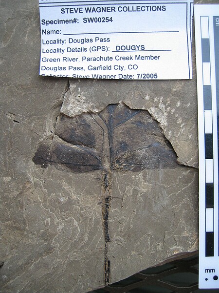 Populus wilmattae\nBEFORE SCRIBING\nGreen River Formation\nDouglas Pass\nSpec #: SW00254\nLoc #: DOUGYS\nDate: 7/2005