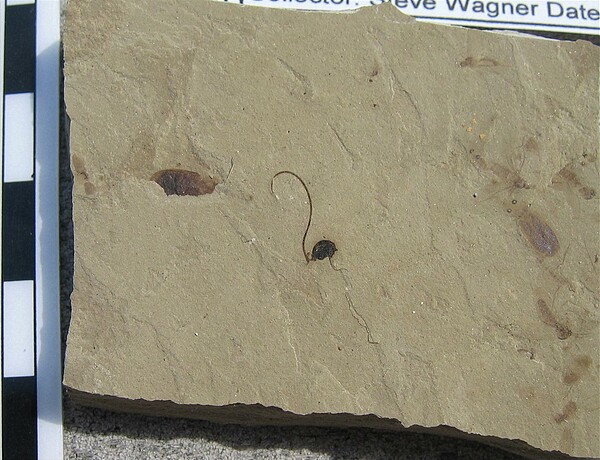 Unknown (seed?)\nInsects on right (note insect eyes)\nGreen River Formation\nDouglas Pass\nSpec #: SW00277\nLoc #: DOUGYS\nDate: 7/2005