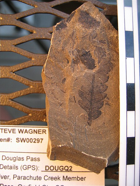 Unknown, possibly new species for\nGreen River Formation or\nGreen River Morphotype: PC208\nDouglas Pass\nSpec #: SW00297\nLoc #: DOUGQ2\nDate: 7/2005\nDONATED to\nDenver Museum of Nature & Science