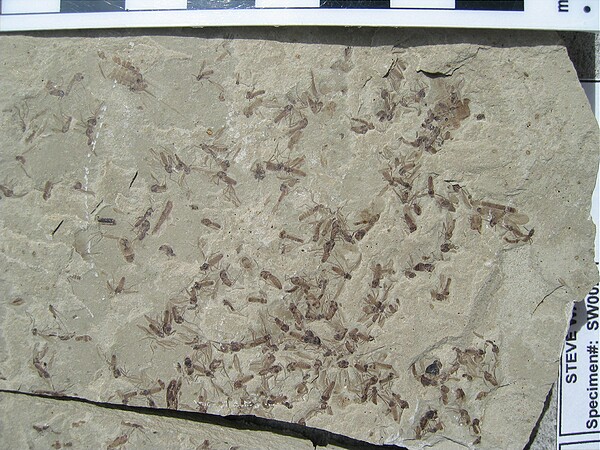 Insect(s)\nGreen River Formation\nDouglas Pass\nSpec #: SW00281\nLoc #: DOUGYS\nDate: 7/2005