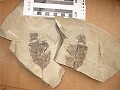 Glued fossil\n(using PaleoBond)
