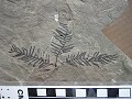 Glued conifer\n(using PaleoBond)