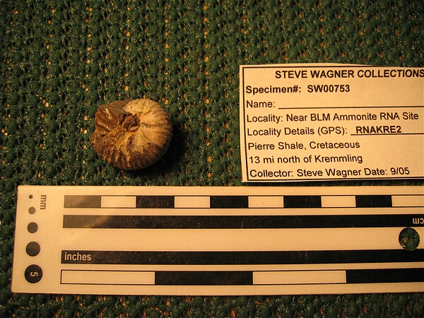 Ammonite\nHoploscaphites sp. (?)