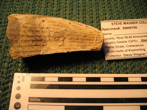Bivalve: Pinna laqueata (razor clam)\n\nOther possiblities: Bivalve (Pinna cretacea, Atrina reginamaris).  ID'ed as Pinna laqueata (razor clam) by Keith at cretaceousfossils.com (see image 7500).