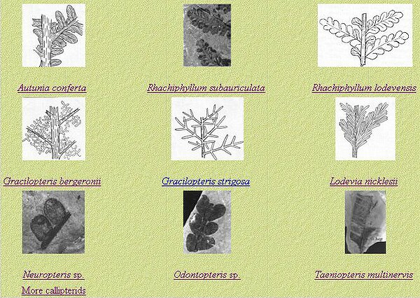 SEED FERNS\nImage from http://www.xs4all.nl/~steurh/englod/ezaadvar.html