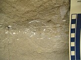 Generally 4-5 cm section is highly fossiliferous.\nThis layer can be seen at numerous areas along the top of the cliff.